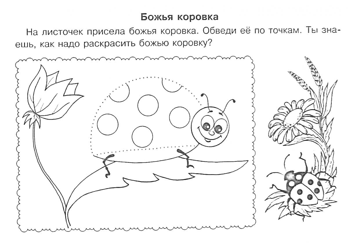 Раскраска Божья коровка на листочке с цветком, разноцветная божья коровка рядом с ромашкой