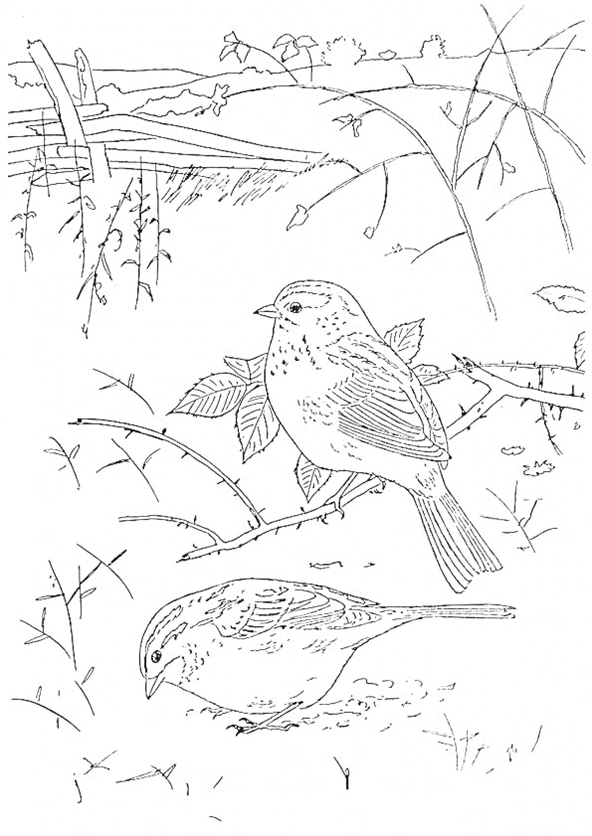 Раскраска Две зимние птицы на ветвях с заснеженным пейзажем на заднем плане