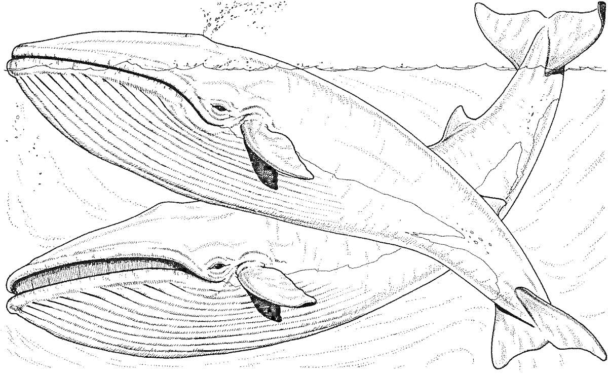 Раскраска Два кита в океане, плывущие рядом по поверхности воды