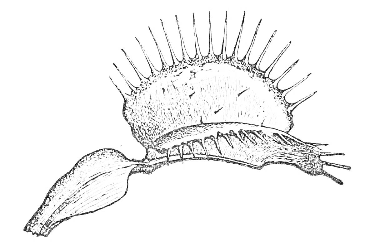 На раскраске изображено: Венерина мухоловка, Хищное растение, Ботаника, Ловушка, Листья, Корни, Природа