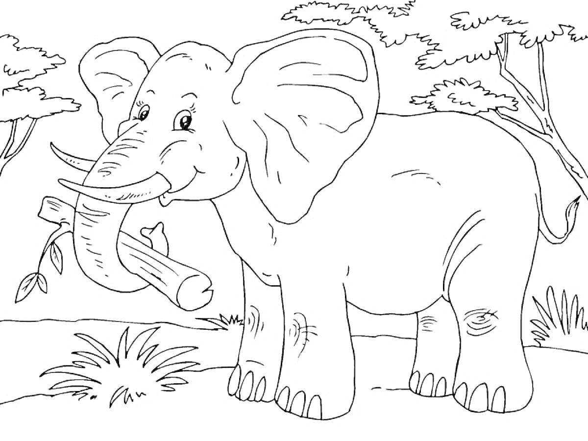 Раскраска Слон в африканском лесу с веткой в хоботе, деревья и кусты на заднем плане
