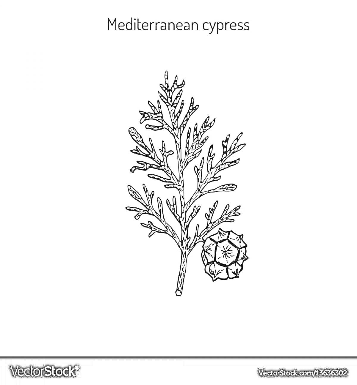 Раскраска Средиземноморский кипарис: ветка и шишка