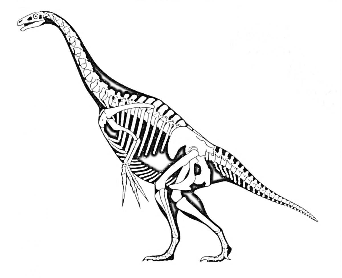 Раскраска Теризинозавр скелет
