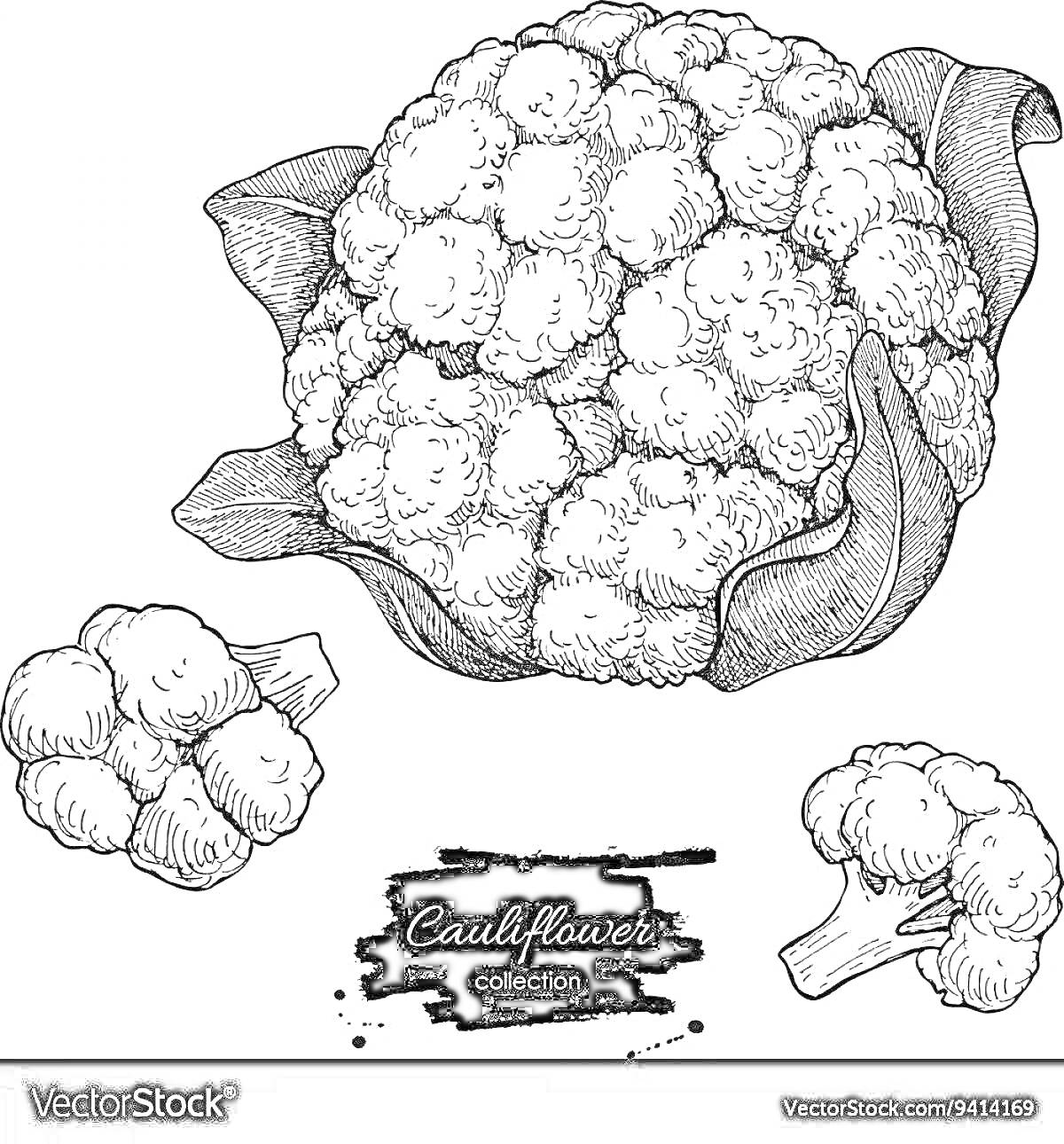 Раскраска Большой кочан цветной капусты с листьями и два соцветия цветной капусты
