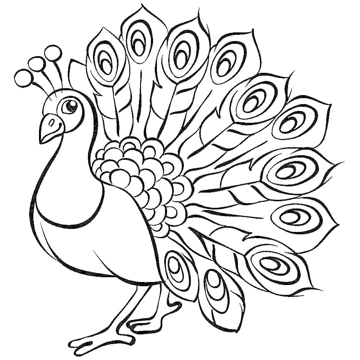 Раскраска Раскраска павлина для детей с раскрытыми хвостовыми перьями и декоративными глазами на хвосте