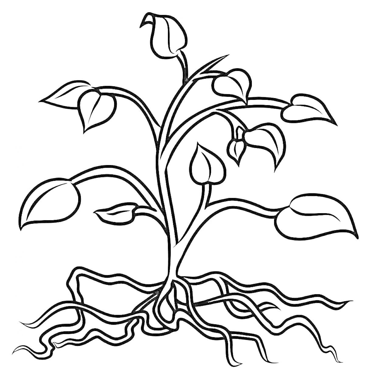 На раскраске изображено: Листья, Корни, Природа, Ботаника, Растения, Контурные рисунки
