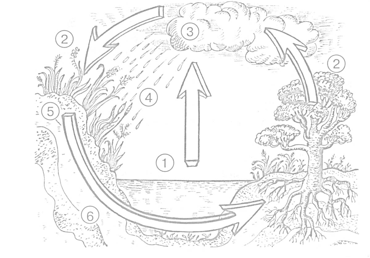 Водный цикл в природе, изображение этапов испарения, конденсации, осадков и стекания воды, деревья, кустарники, облака, водоем.