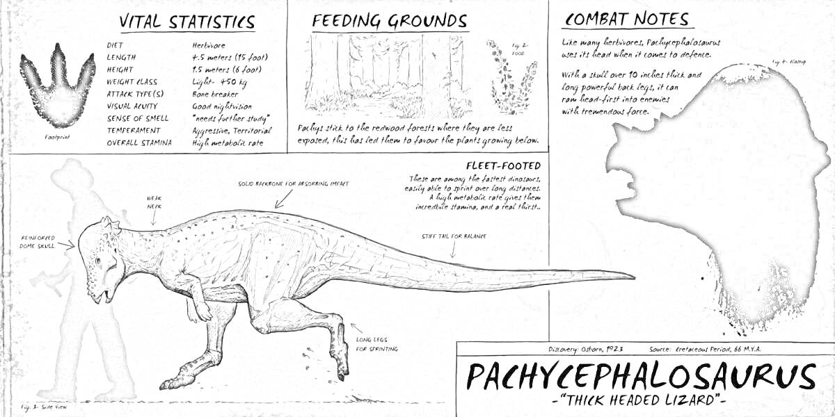 Раскраска Информационная раскраска о пахицефалозавре с описанием характеристик, среды обитания, заметками о боевых качествах и иллюстрацией динозавра