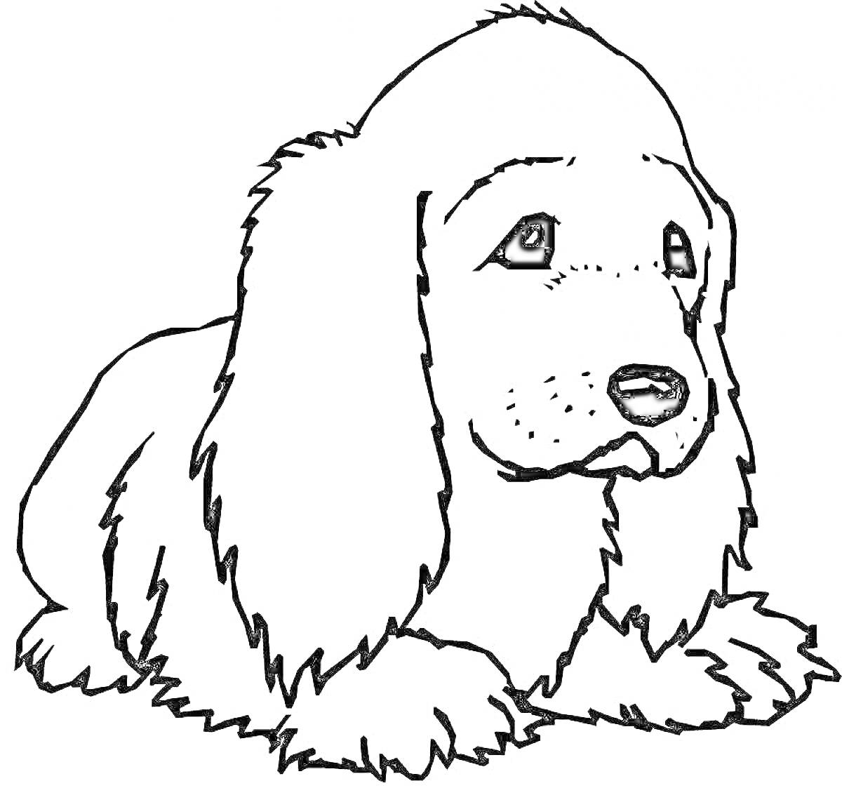 На раскраске изображено: Собака, Длинные уши, Для детей, Без цвета, Уши