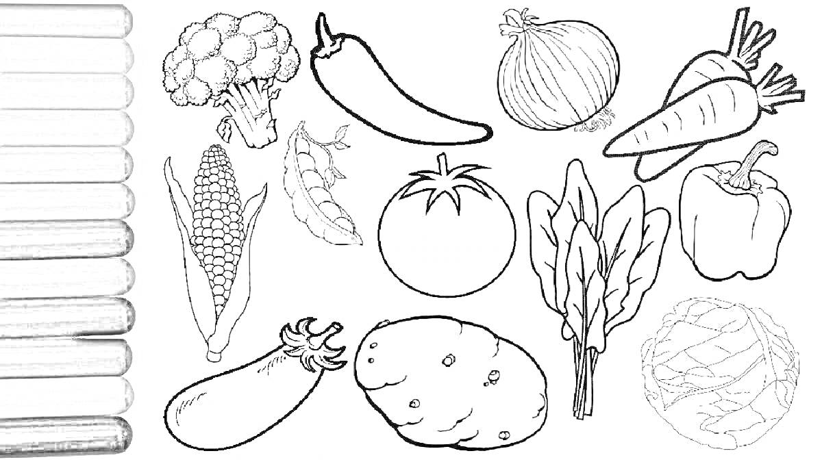 Раскраска Овощи: брокколи, чили, лук, морковь, горох, кукуруза, помидор, перец, баклажан, картофель, мангольд, капуста