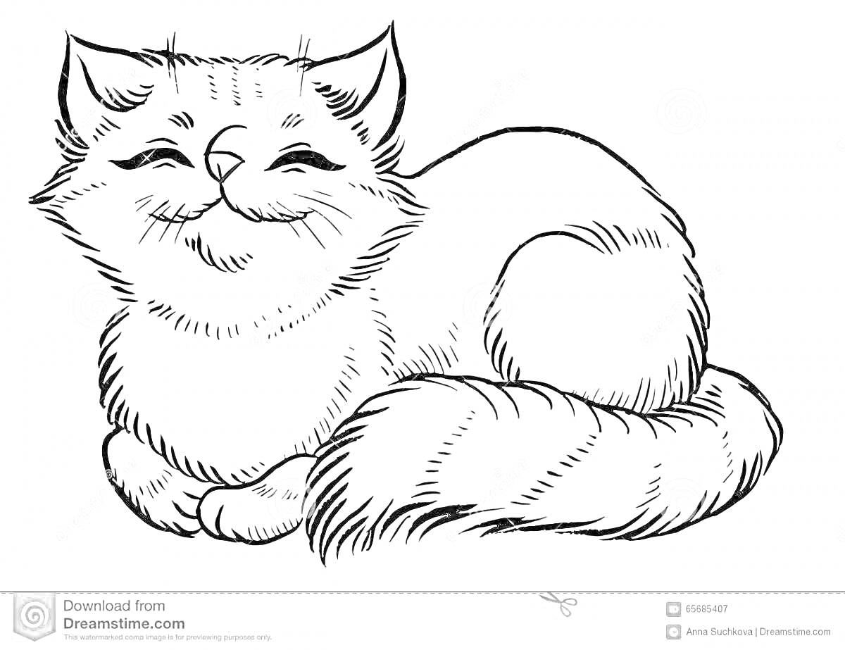 Раскраска Пушистый кот с закрытыми глазами и пушистым хвостом