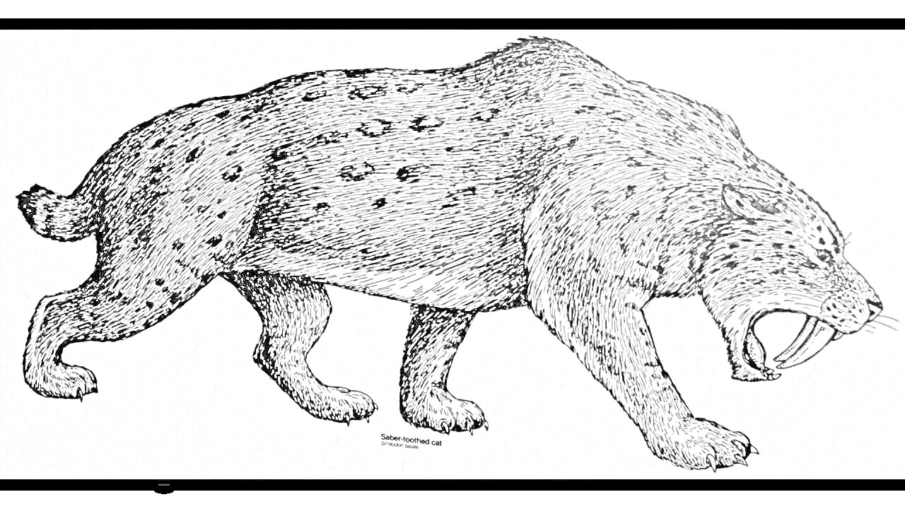 На раскраске изображено: Саблезубый тигр, Пятнистый мех, Клыки, Животные