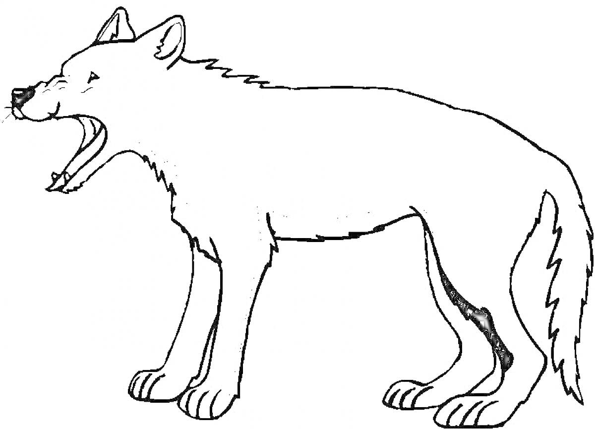 На раскраске изображено: Волк, Открытый рот, Для детей, Животные, Хищники
