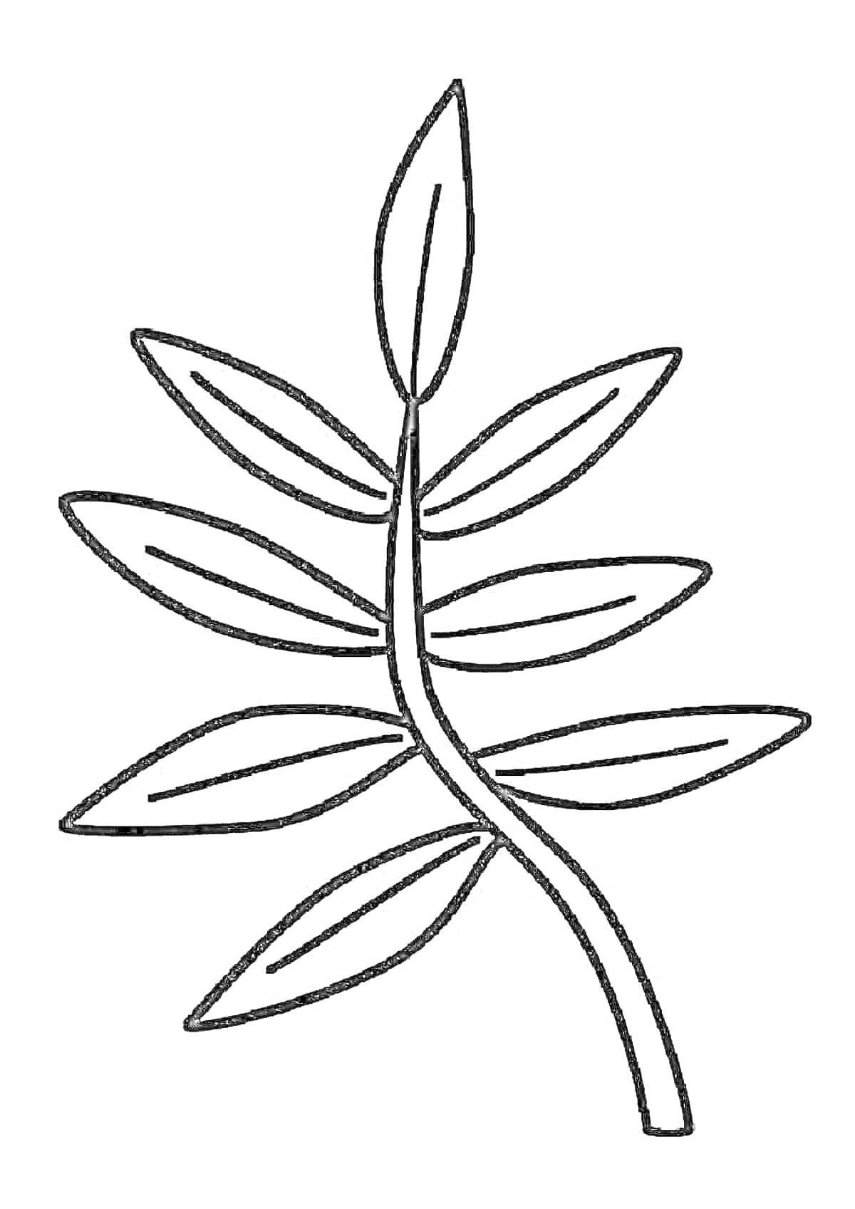 Раскраска Стебель с листьями, раскраска