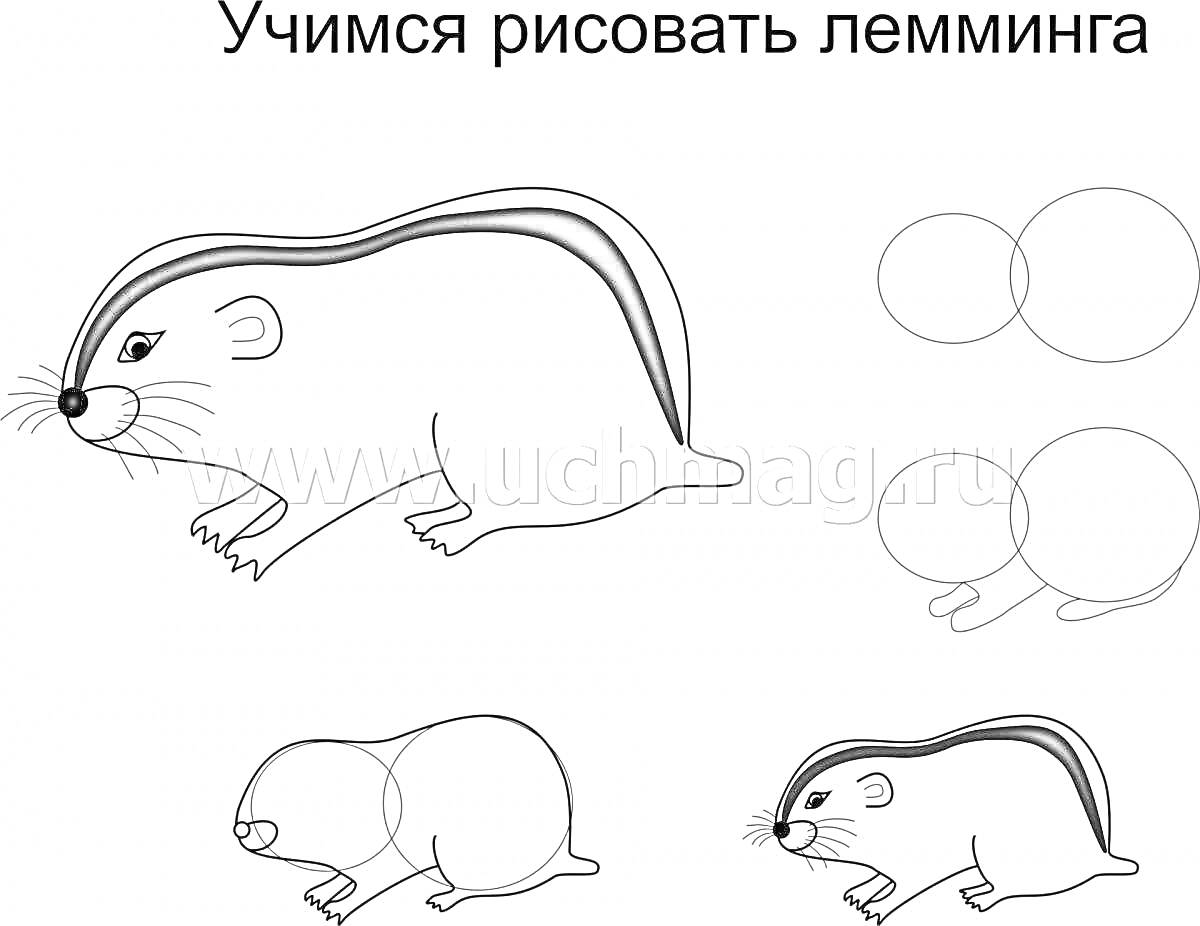 На раскраске изображено: Животные, Обучение рисованию, Схема