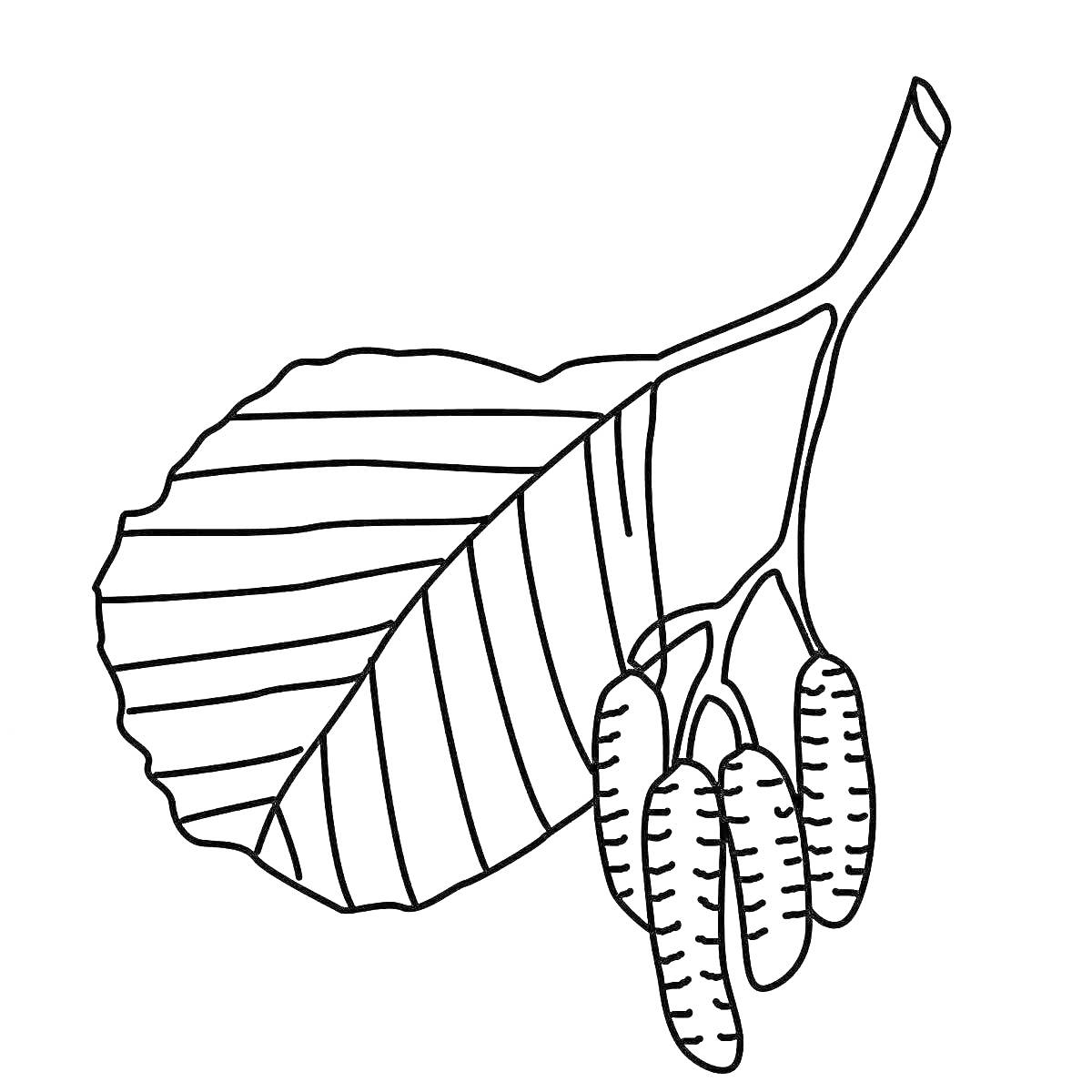 Раскраска Веточка с одним крупным листом и четырьмя сережками