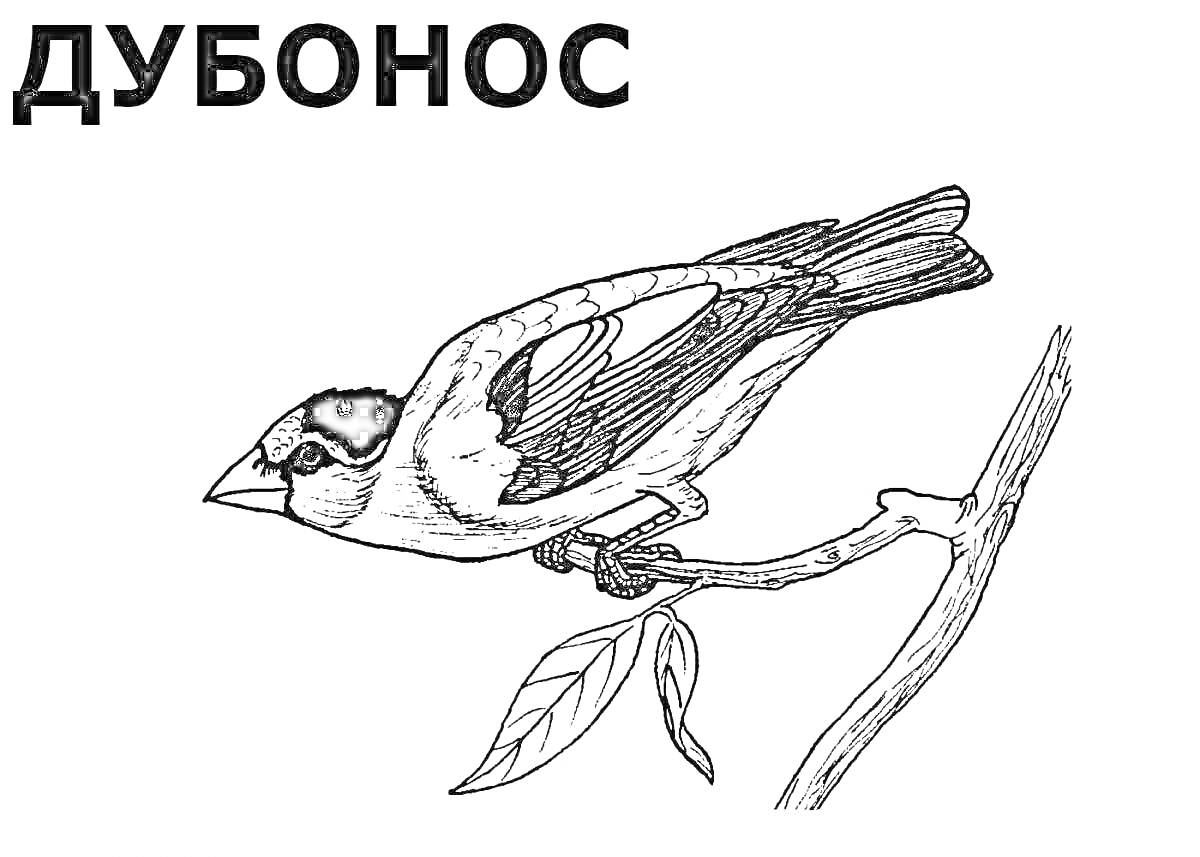 На раскраске изображено: Зимующие птицы, Дубонос, Ветка, Листья