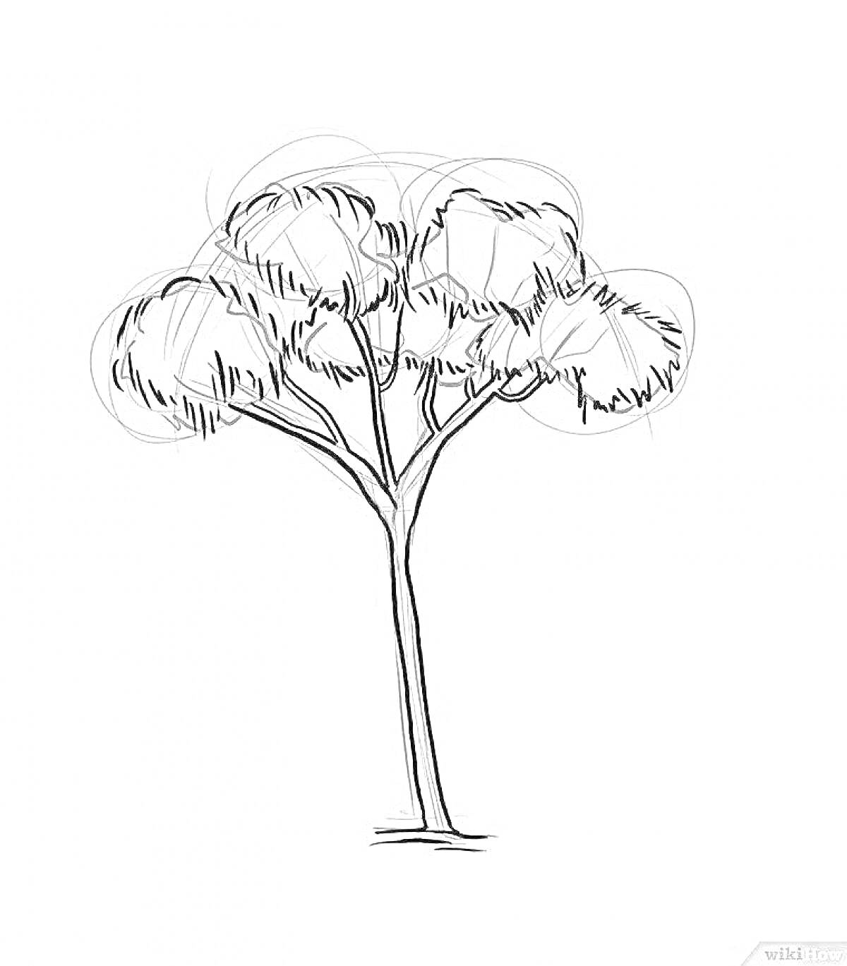 Скетч эвкалиптового дерева с разветвленной кроной