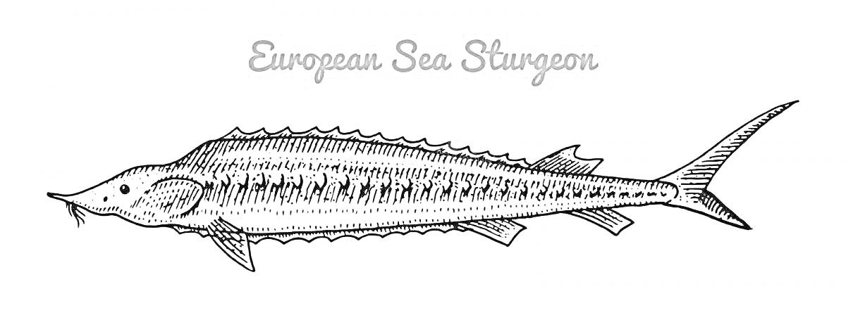 Раскраска Европейский морской осетр, надпись 