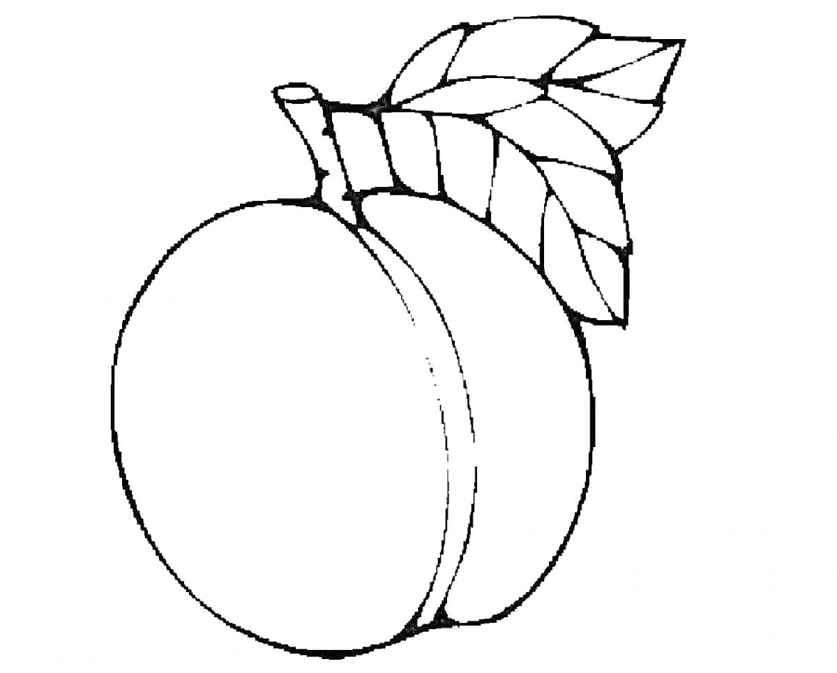 Раскраска Персик с веткой и листьями на белом фоне