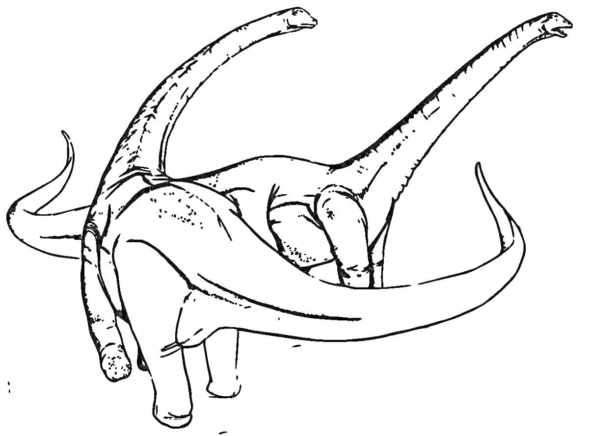 Раскраска Два диплодока с длинными шеями и хвостами