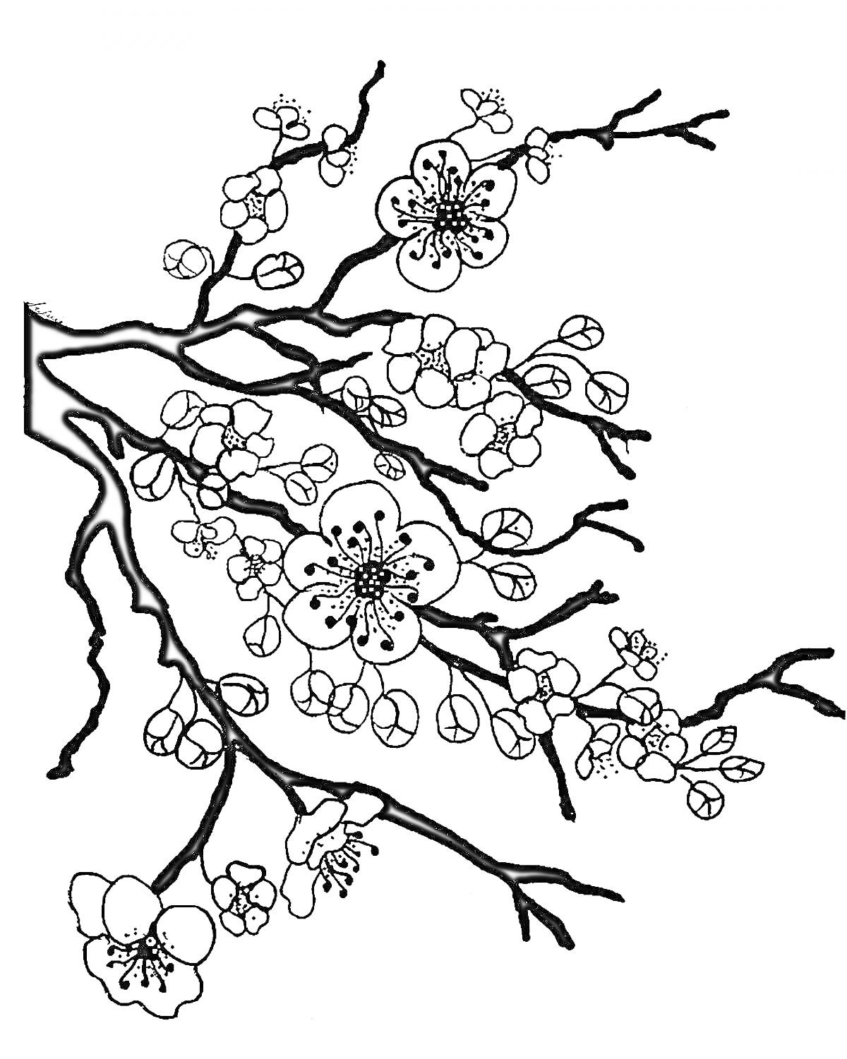 На раскраске изображено: Япония, Сакура, Природа, Цветы, Весна, Деревья, Бутон, Ветка