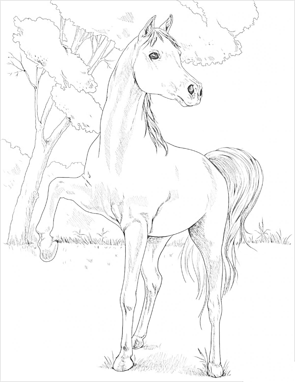 На раскраске изображено: Лошадь, Деревья, Трава, Природа, Конь, Лес