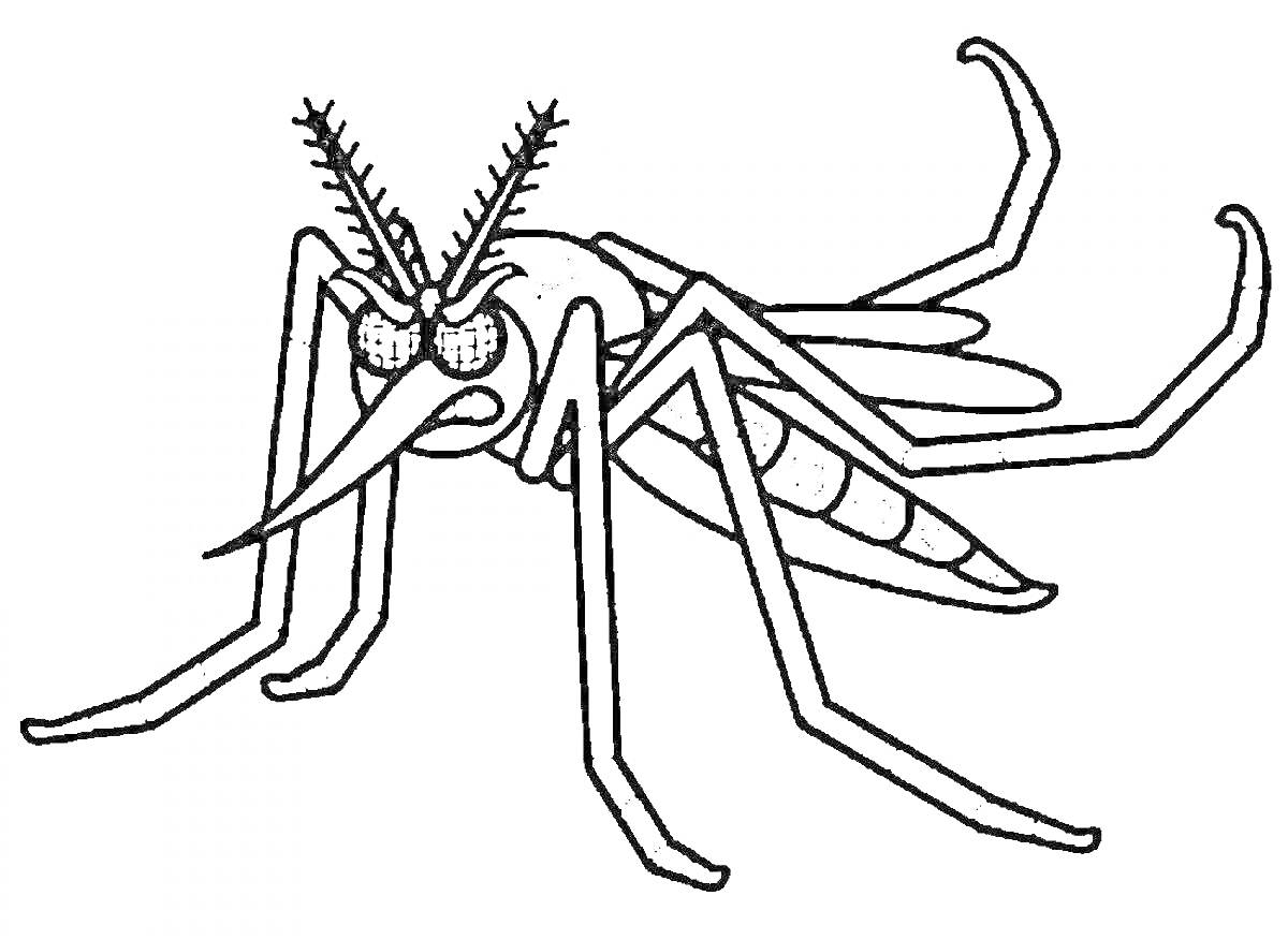 Раскраска Комар с лапками, крыльями и усиками