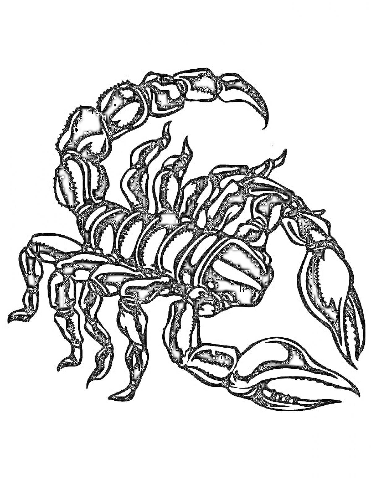 Раскраска Черно-белая раскраска с изображением скорпиона, с поднятым хвостом, клишнями и деталями тела