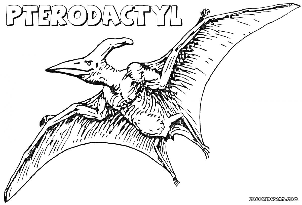 На раскраске изображено: Птеродактиль, Динозавр, Крылья, Для детей, Доисторическая эпоха