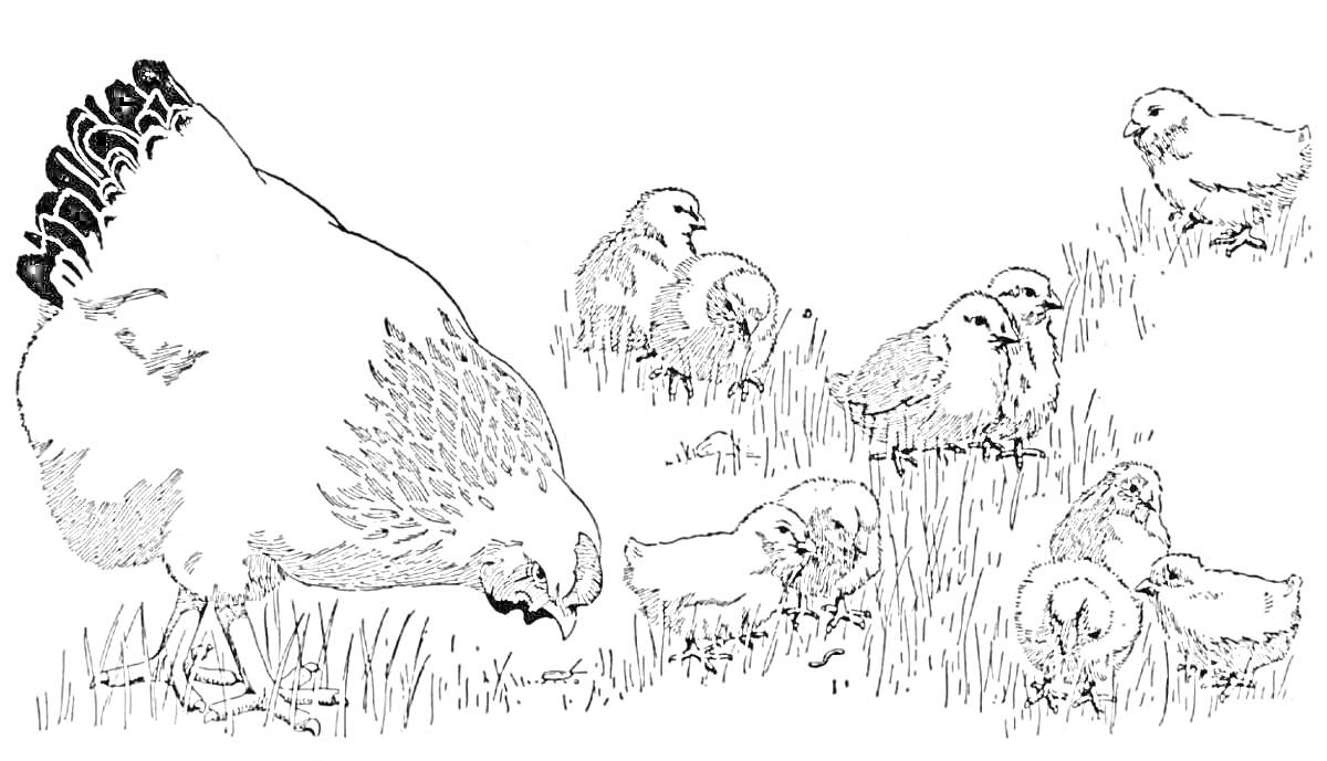 Раскраска Курица с девятью цыплятами на травяной полянке