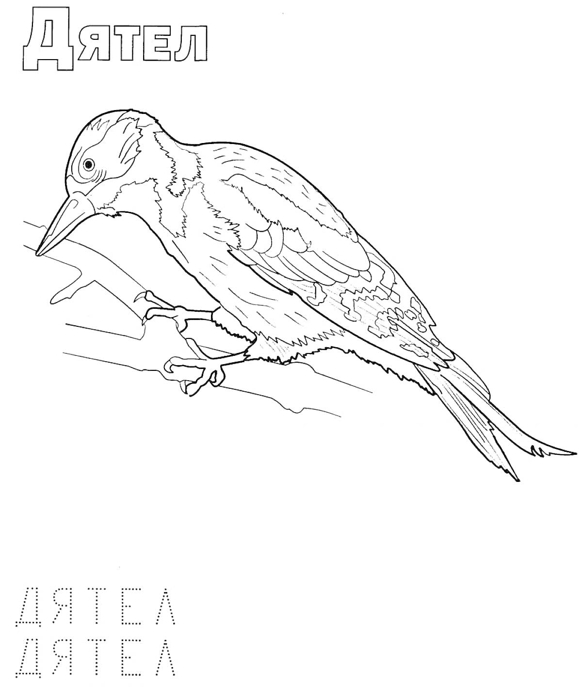 Раскраска Дятел на ветке, надпись “Дятел”, контурное изображение дятла, упражнение для тренировки письма