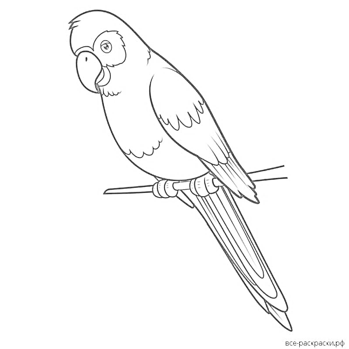 На раскраске изображено: Ветка, Птица