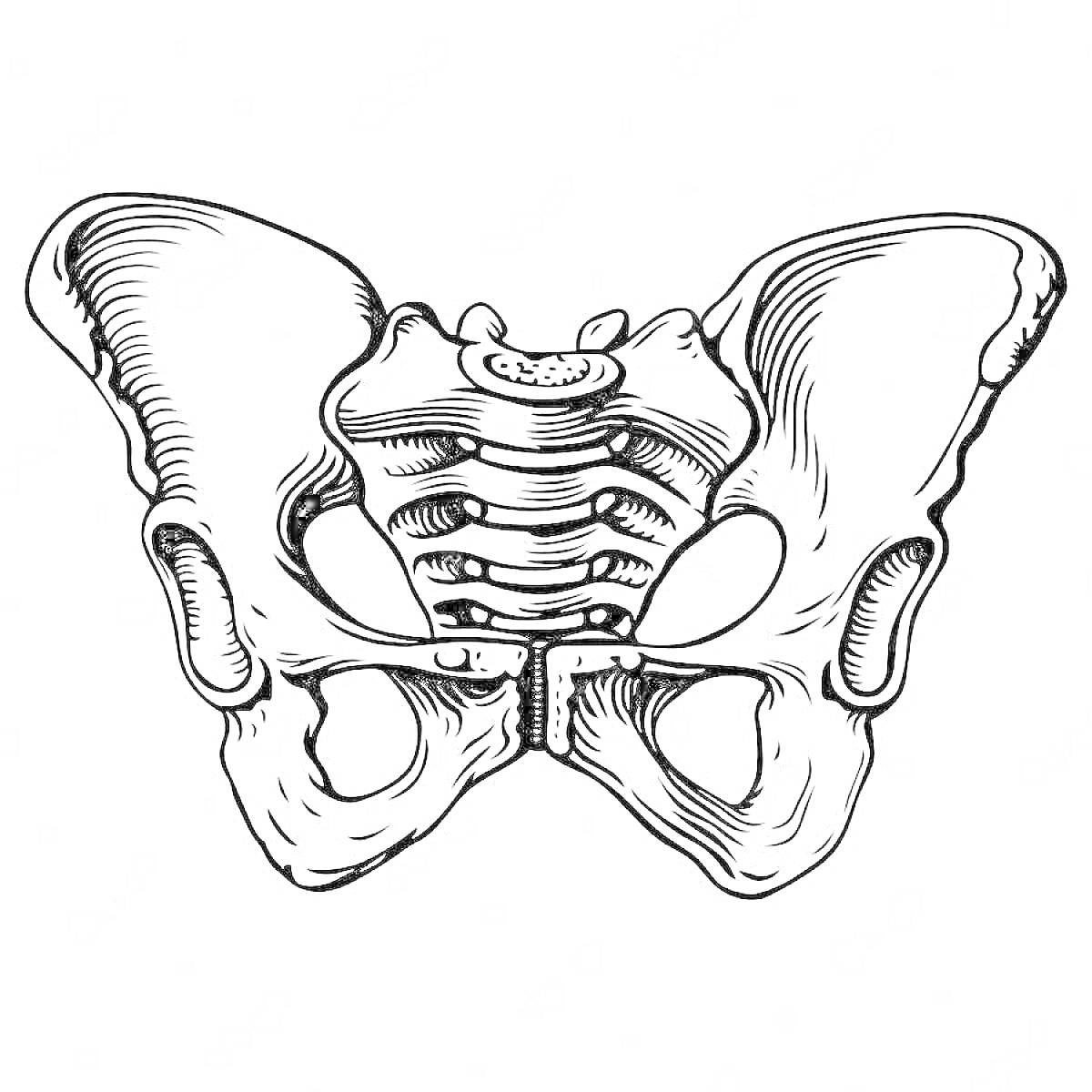 человеческий таз, крестец, подвздошная кость, седалищная кость, лобковая кость, крестцово-подвздошный сустав.