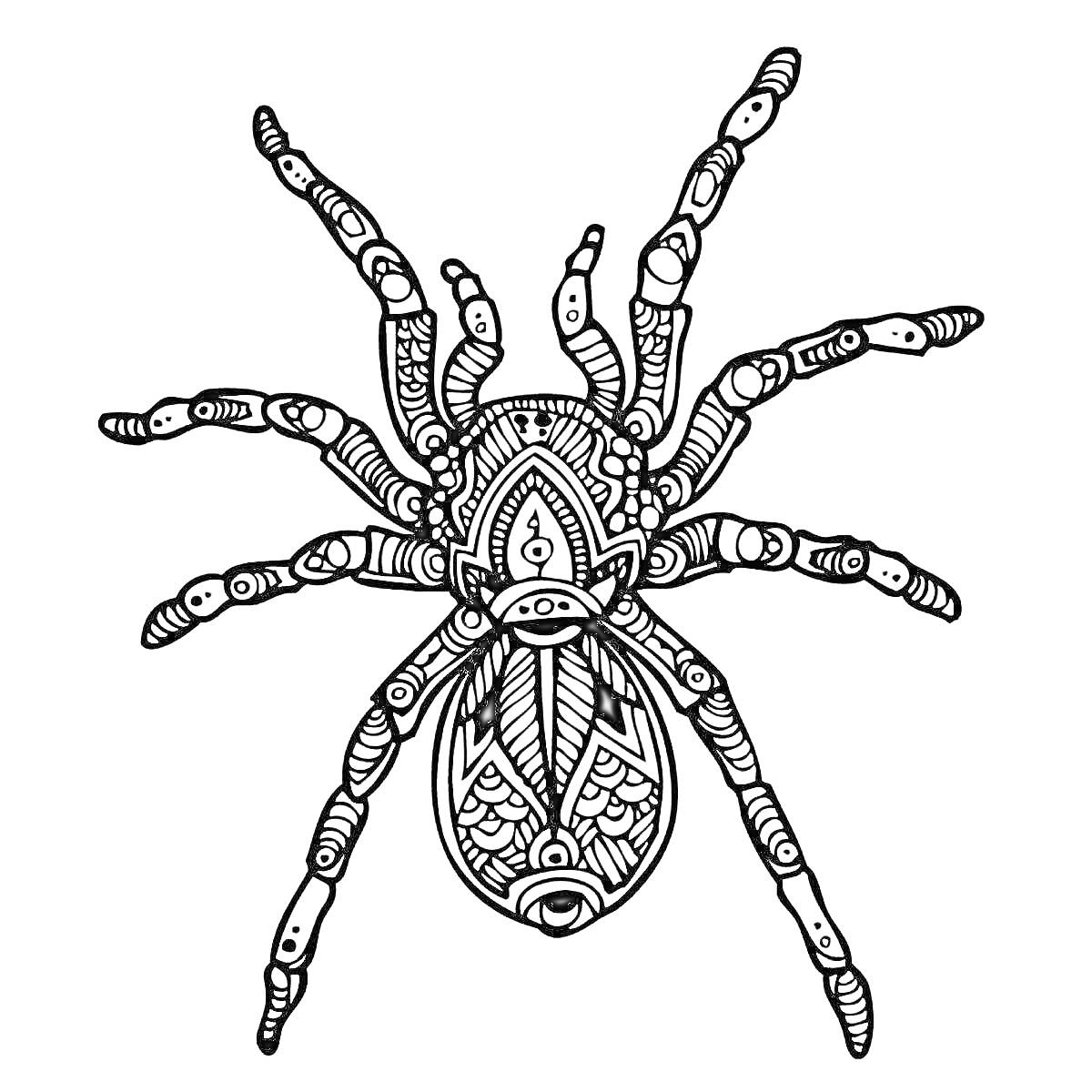 Раскраска Раскраска с пауком птицеедом с узорами на теле и лапах.