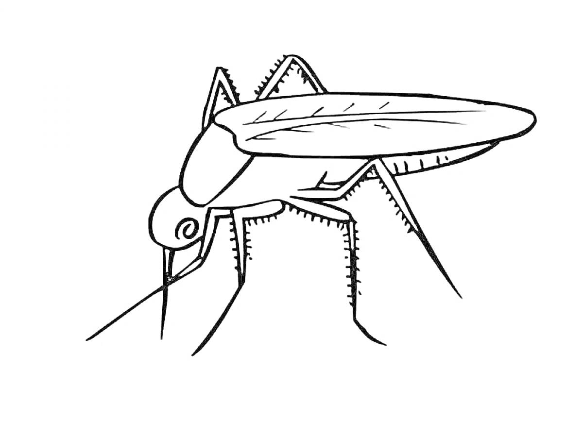 На раскраске изображено: Комар, Насекомое, Животные, Крылья, Ноги