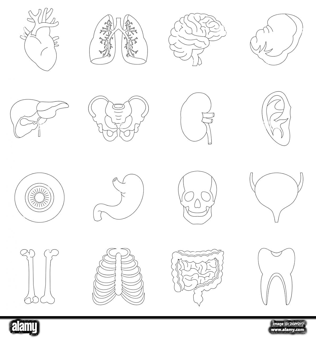 Анатомия человека - сердце, лёгкие, мозг, печень, тазовые кости, почка, ухо, глаз, желудок, череп, мочевой пузырь, кости, ребра, кишечник, зуб.