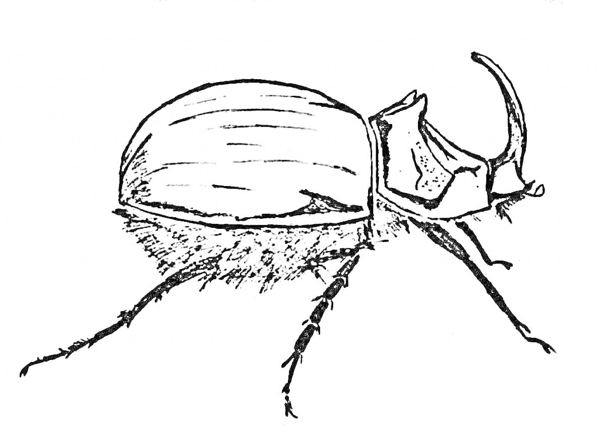 На раскраске изображено: Жук-носорог, Насекомое, Ветка, Природные элементы, Зоология