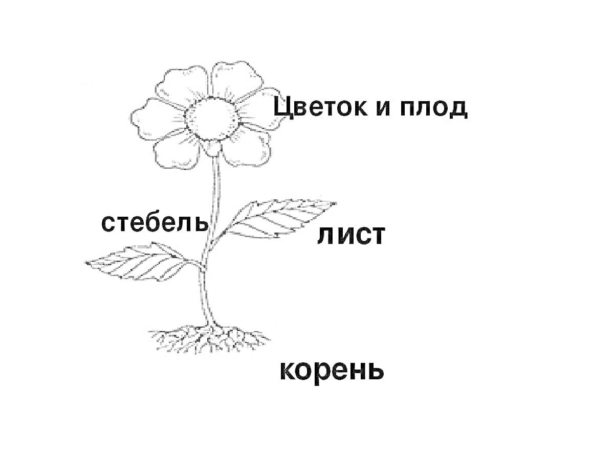 На раскраске изображено: Стебель, Ботаника