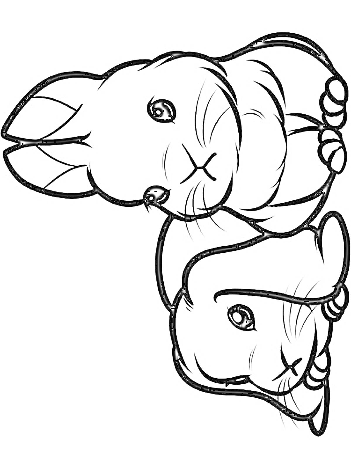 Раскраска Два милых кролика крупным планом