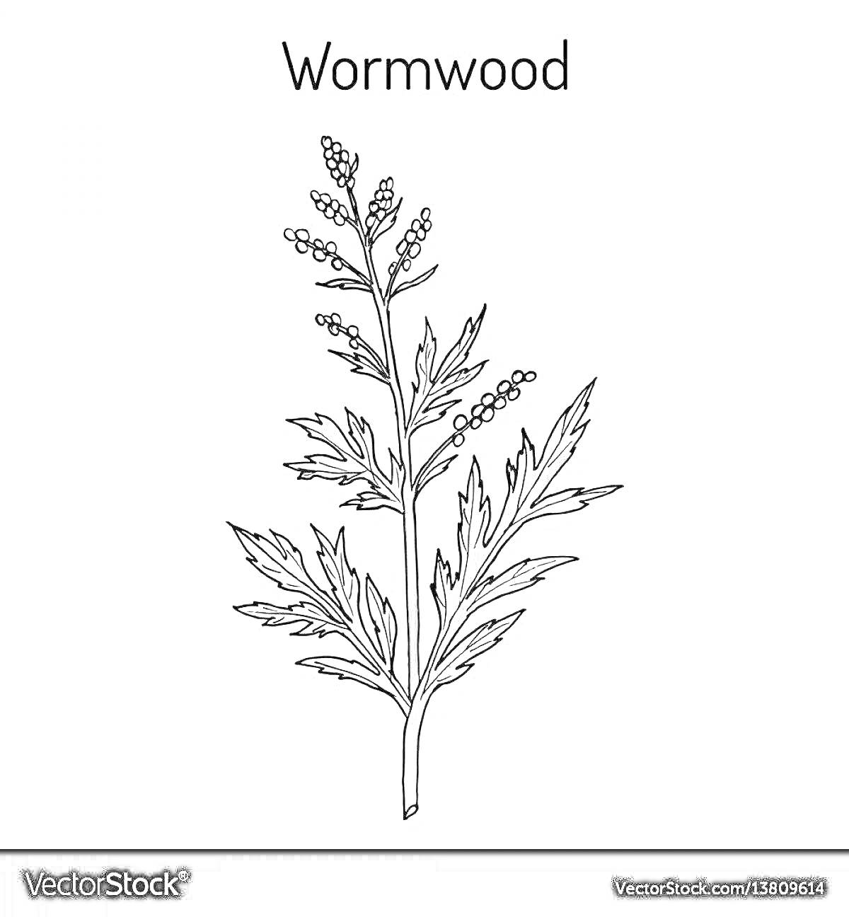 Раскраска Растение полынь с листьями и цветочными почками