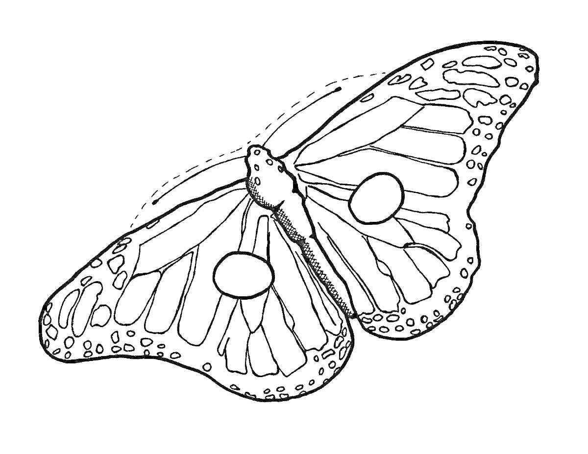 Раскраска Бабочка аполлон с узорами и пятнами на крыльях
