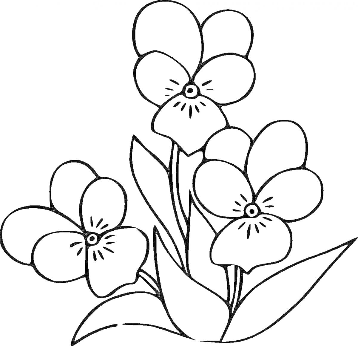 На раскраске изображено: Фиалка, Цветы, Листья, Для детей, Растения, Три цветка, Природа, Ботаника