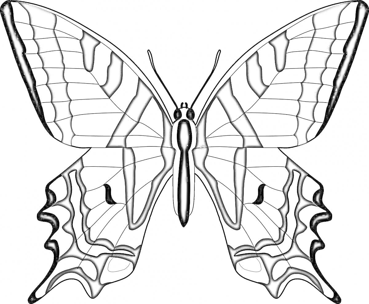 Раскраска Контур крыльев бабочки с узорами
