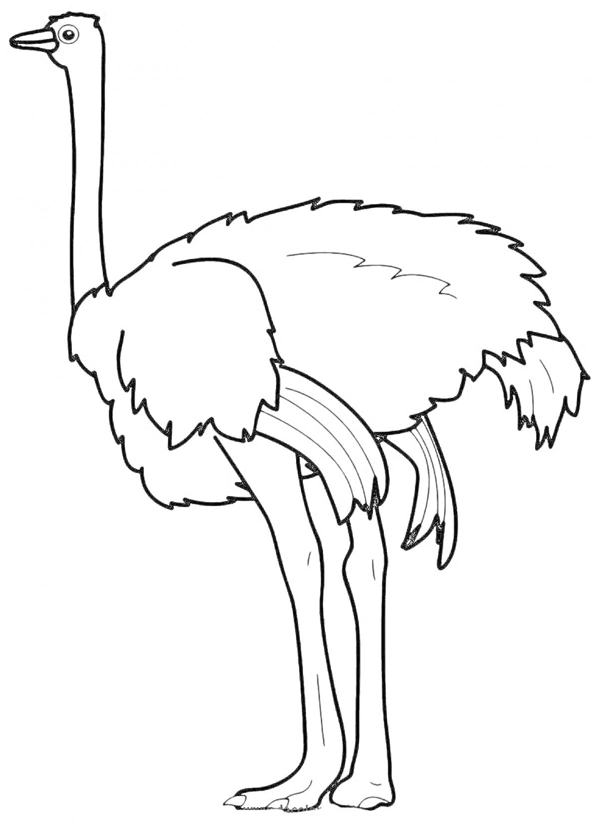 На раскраске изображено: Страус, Птица, Длинная шея, Перья, Длинные ноги