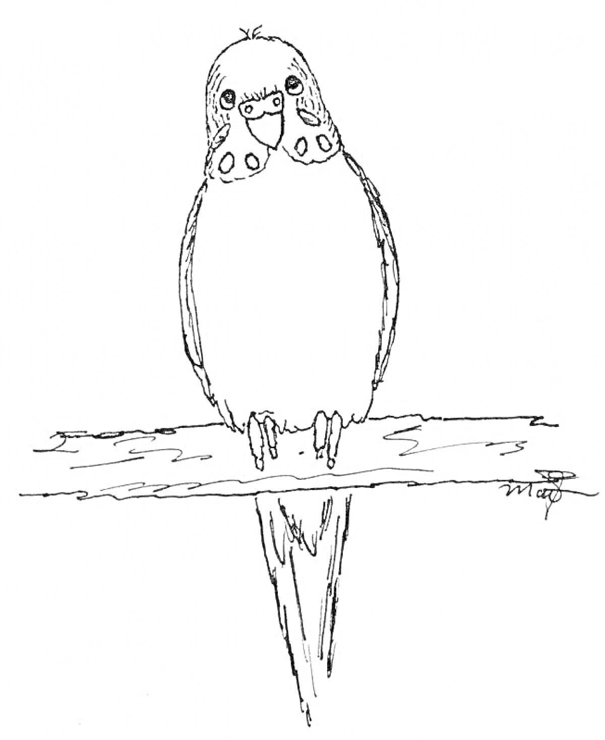 Раскраска Волнистый попугай на ветке