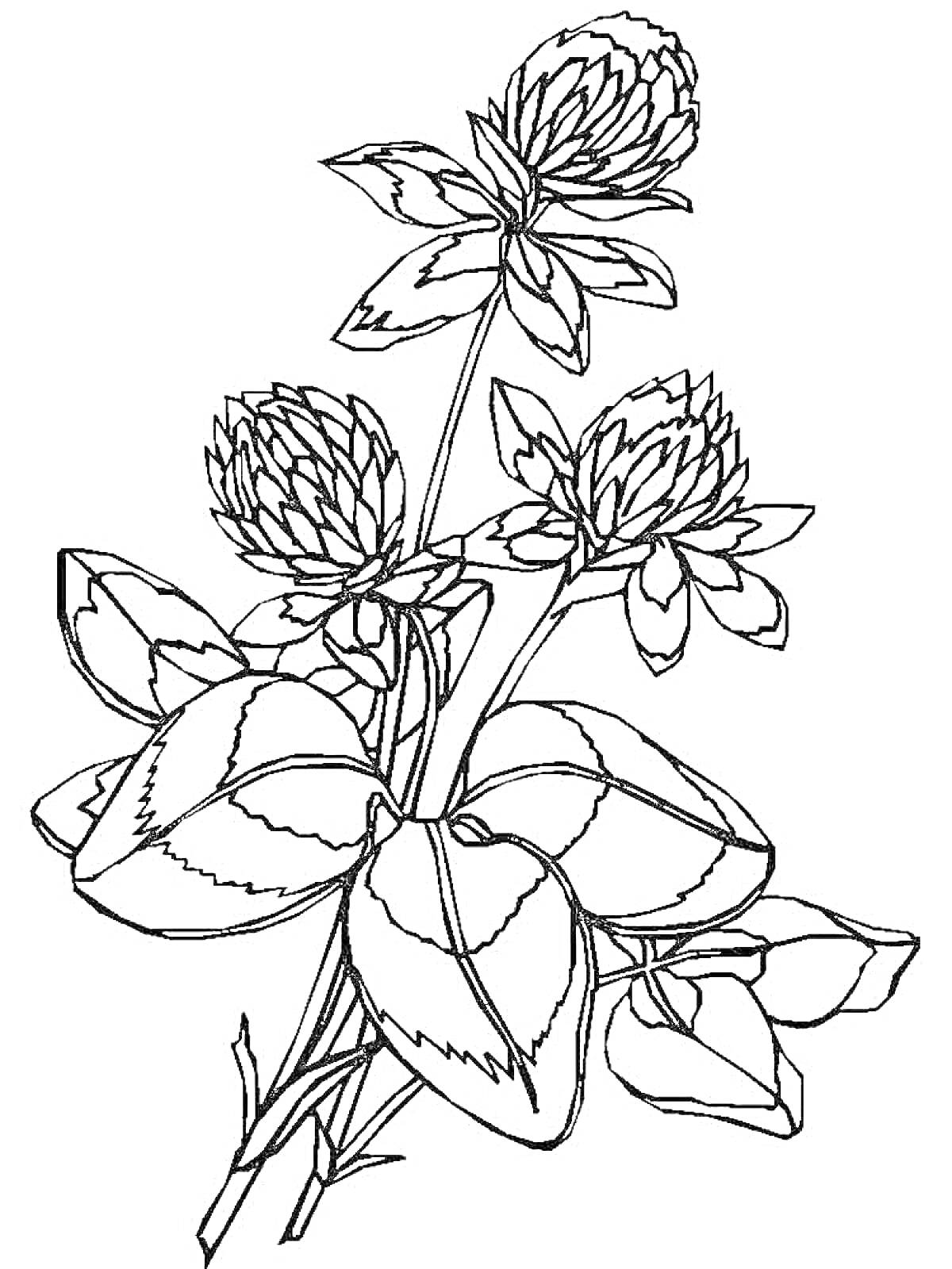 Раскраска Раскраска с клевером, включающая три цветка клевера и несколько листьев.