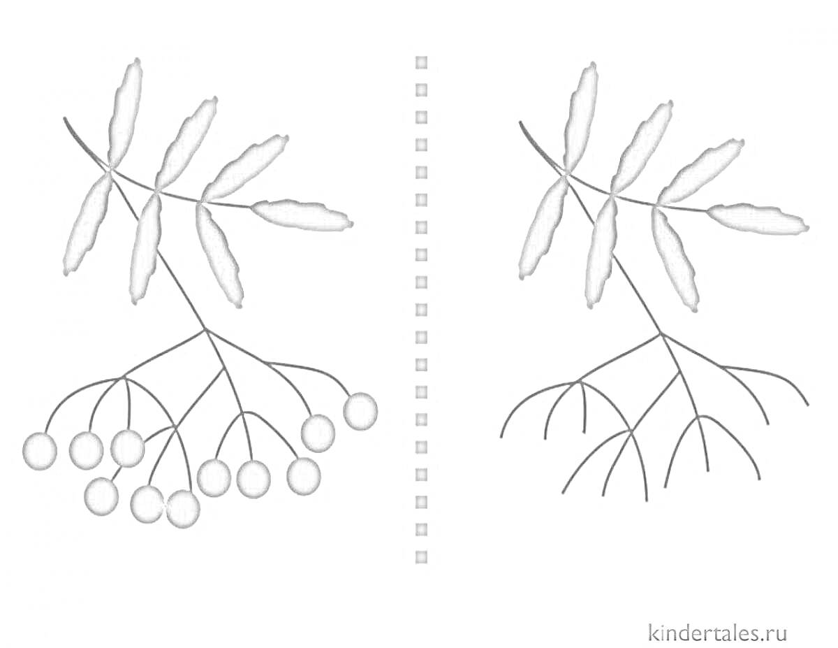 На раскраске изображено: Рябина, Листья, Ягоды