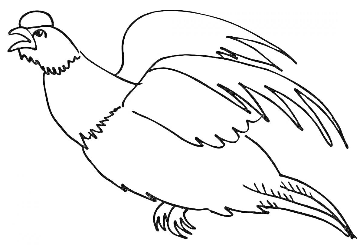 Раскраска Тетерев с расправленными крыльями, вид сбоку