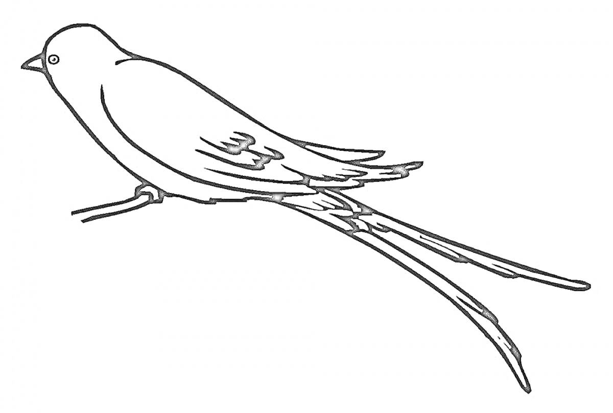 На раскраске изображено: Ласточка, Птица, Ветка, Длинный хвост, Природа, Для детей, Крылья, Контурные рисунки